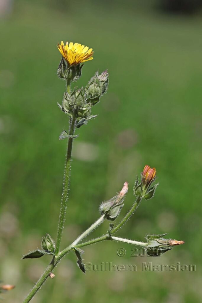 Helminthotheca echioides vers Kloten (Suisse, Zurich)