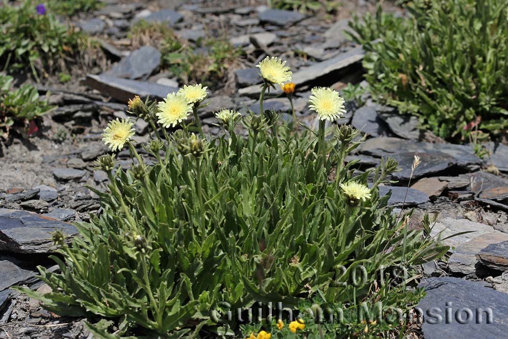 Hieracium intybaceum vers la station des Arc 2000 (France, Savoie)
