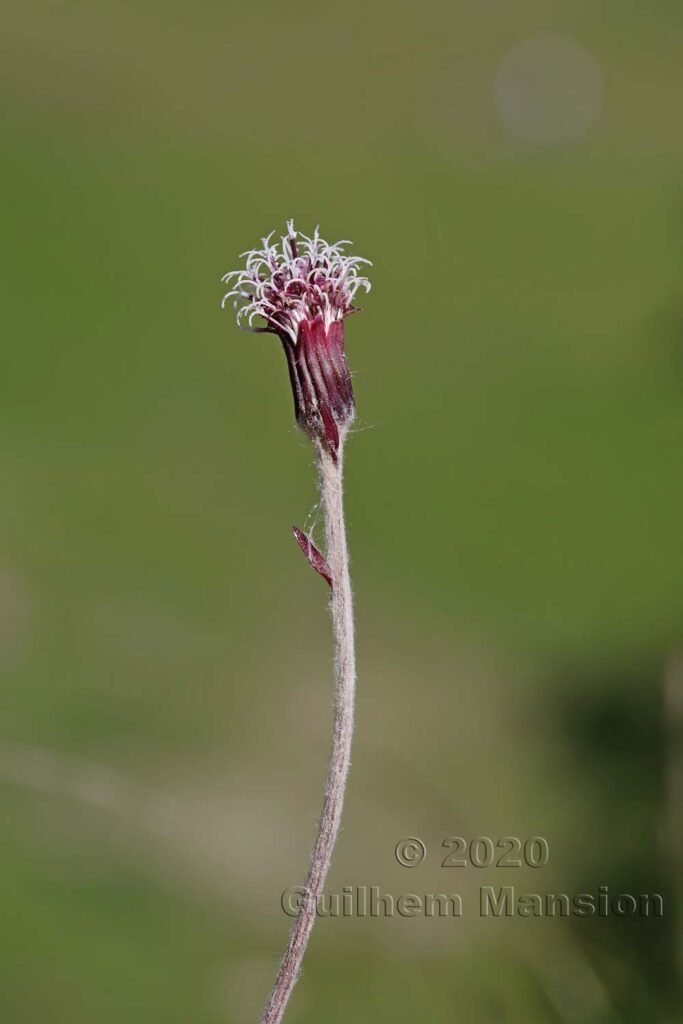 Homogyne alpina au Flumserberg (Suisse, Saint-Gall)
