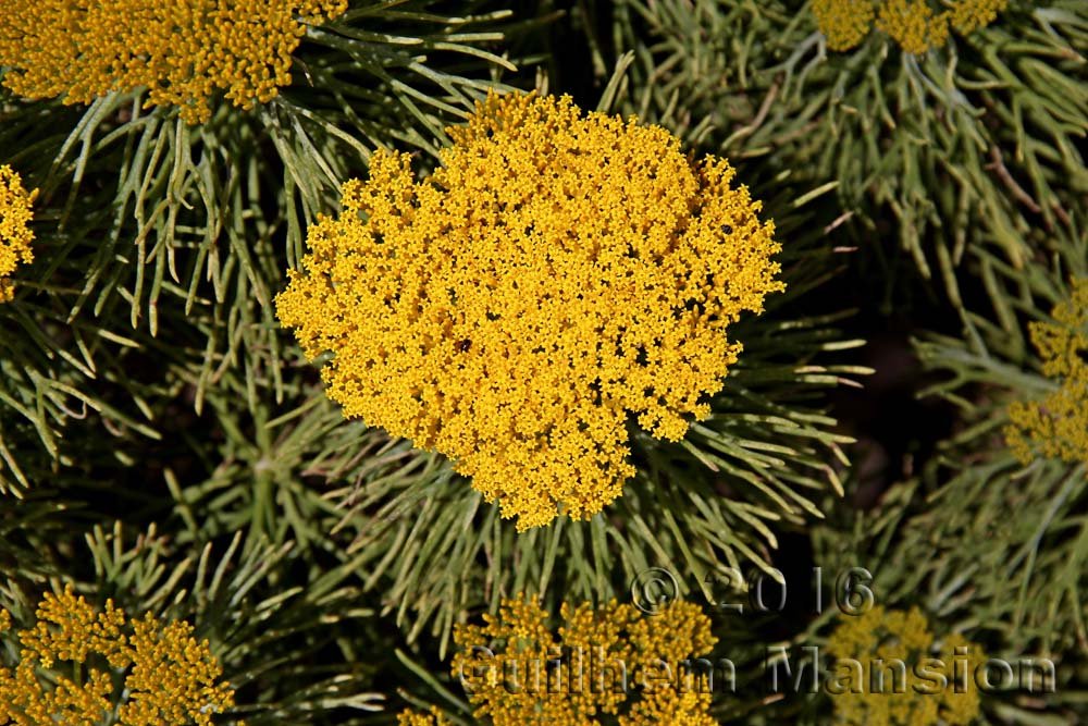 Hymenolepis crithmoides dans la réserve de Kogelberg (Afrique du Sud)