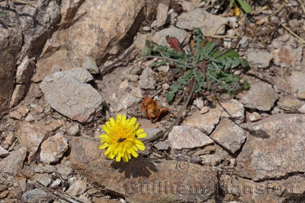 Hyoseris radiata dans la Serra di Pigno (France, Haute-Corse)