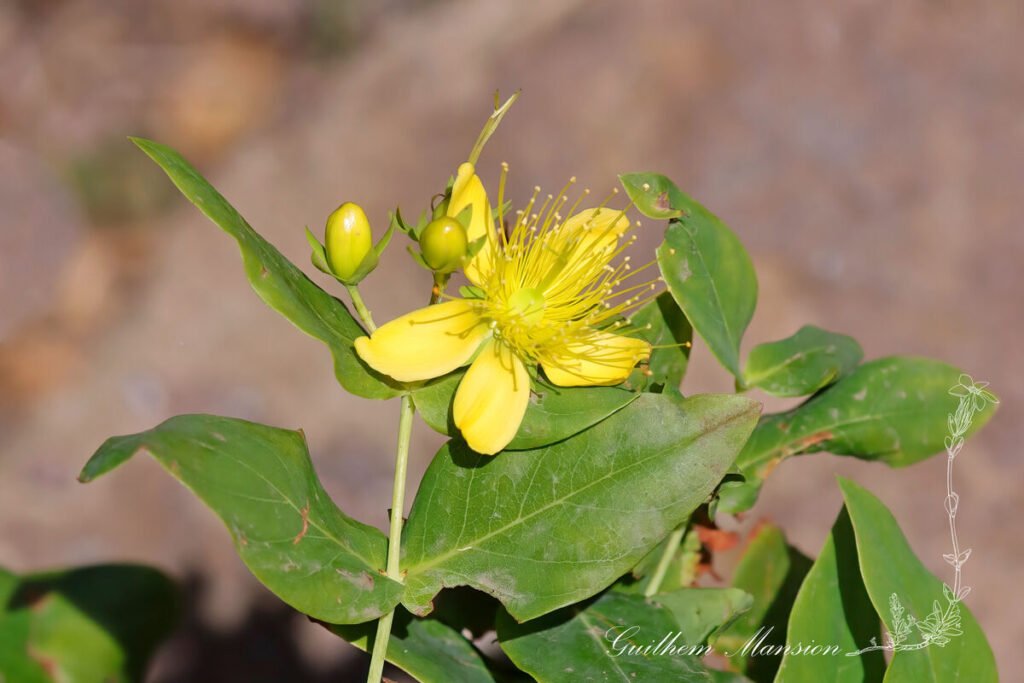 Hypericum grandiflorum au Teno Alto (Espagne, Iles Canaries, Tenerife)