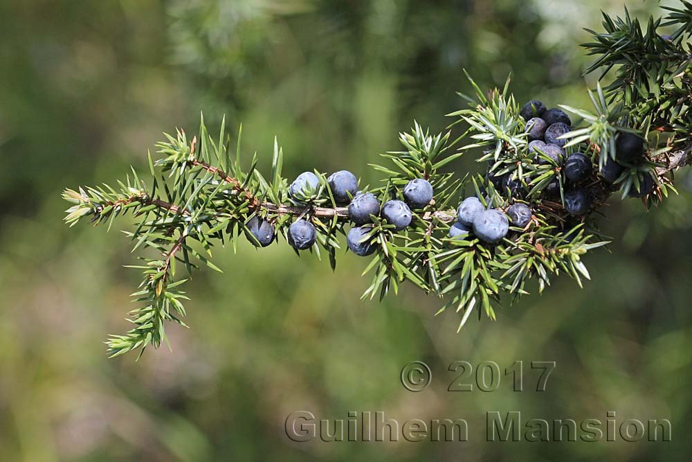 Juniperus communis à Boezen (Suisse, Argovie)