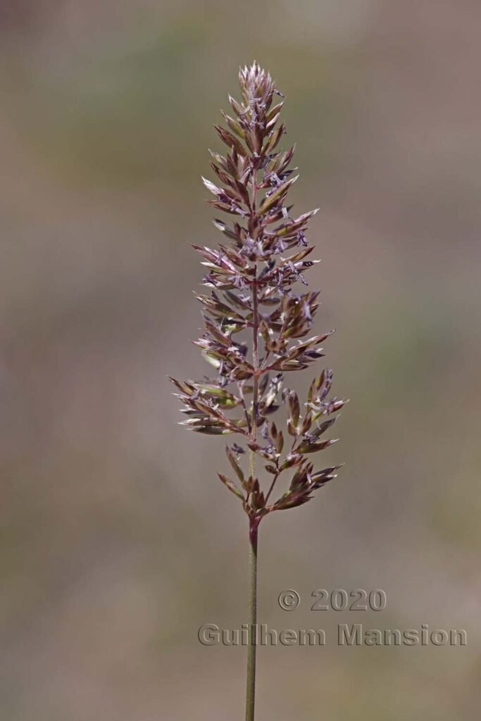 Koeleria macrantha vers Zermatt (Suisse, Valais)