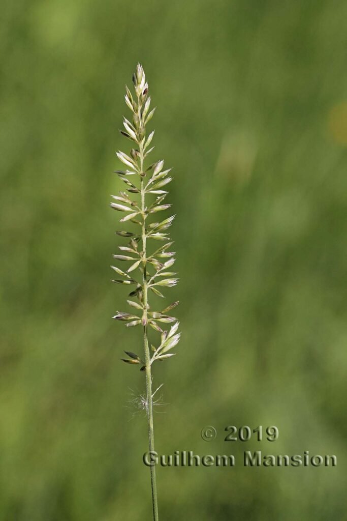 Koeleria pyramidata vers Oberembrach (Suisse, Zurich)