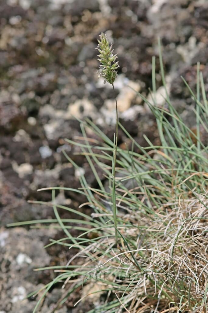Koeleria vallesiana aux Follatères (Suisse, Valais)