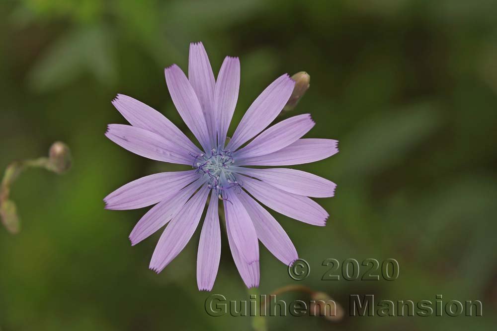 Lactuca perennis sur les Laegern (Suisse, Zurich)