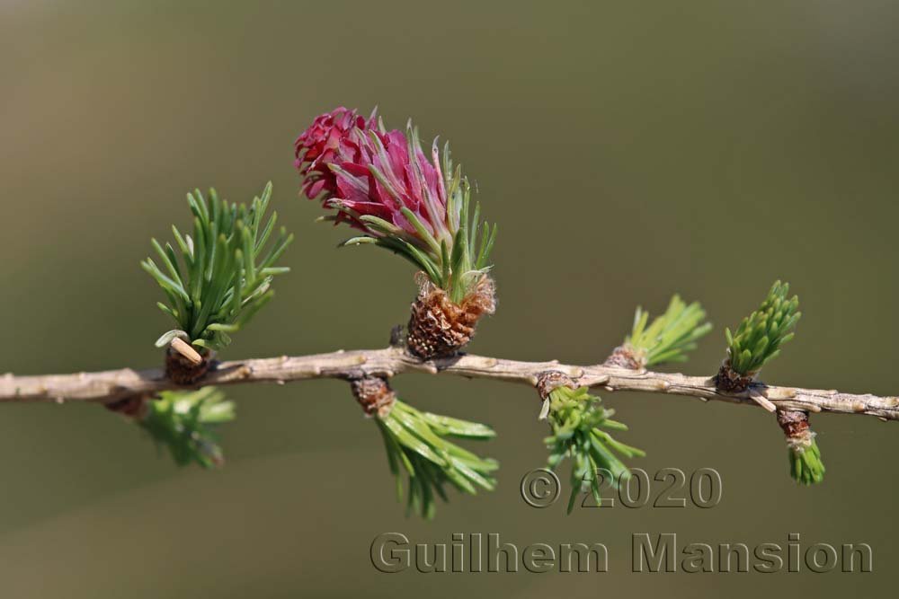 Larix decidua à Zurich-Hoenggerberg (Suisse)