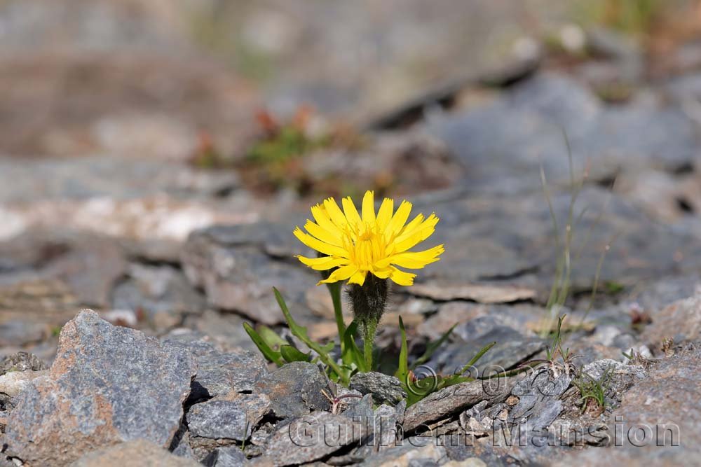 Leontodon montanus vers Sorebois (Zinal, Suisse)