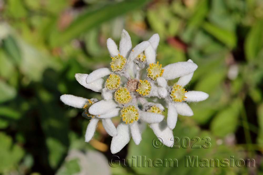 Leontopodium nivale subsp. alpinum vers Moiry (Suisse, Valais)