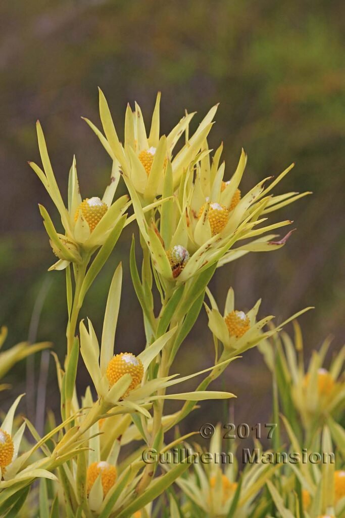 Leucadendron xanthoconus dans la réserve de Kogelberg (Afrique du Sud)