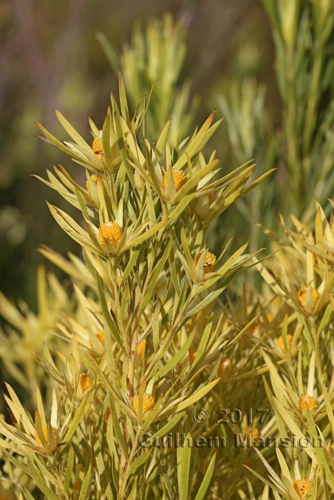 Leucadendron xanthoconus dans la réserve de Kogelberg (Afrique du Sud)