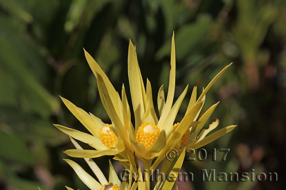 Leucadendron xanthoconus vers Kleinmond (Afrique du Sud)