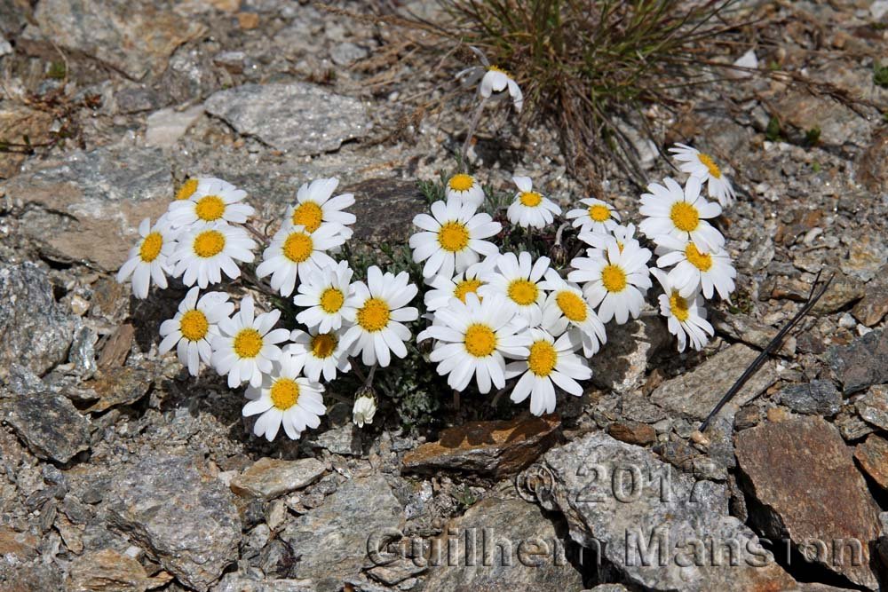 Leucanthemopsis minima vers Saas-Fee (Suisse, Valais)