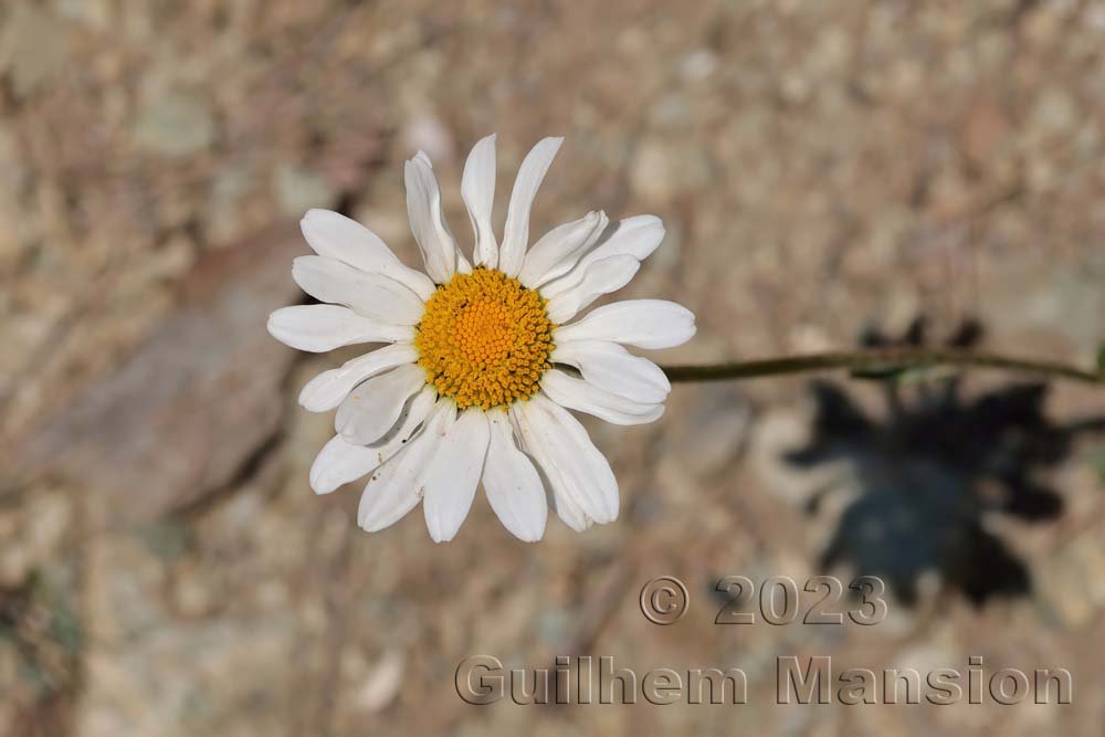 Leucanthemum adustum vers Moiry (Suisse, Valais)