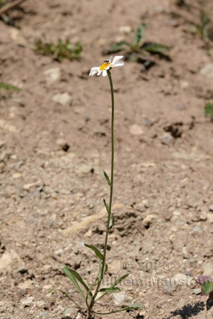 Leucanthemum adustum vers Moiry (Suisse, Valais)