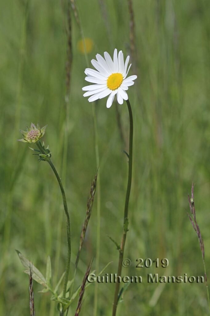 Leucanthemum vulgare vers Villnachern (Suisse, Argovie)
