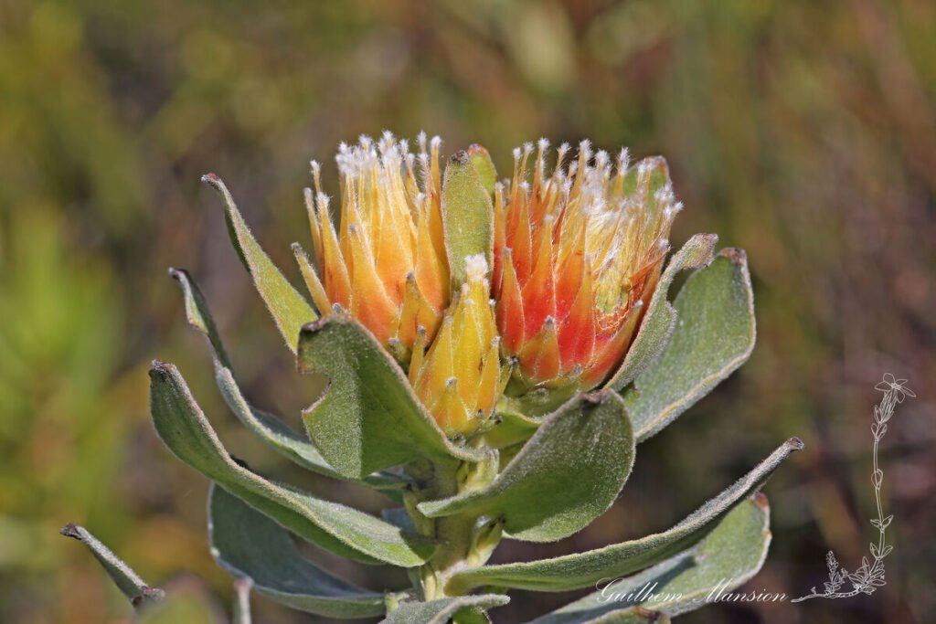 Leucospermum sp. vers Kleinmond (Afrique du Sud)