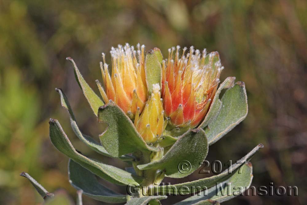 Leucospermum sp. vers Kleinmond (Afrique du Sud)