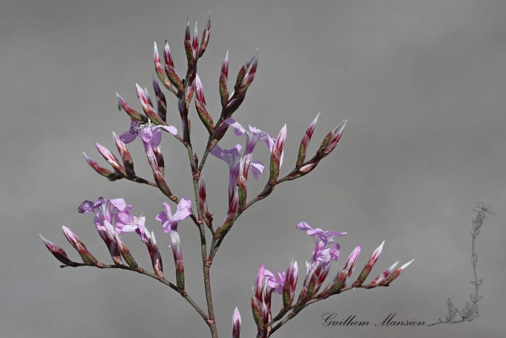 Limonium insigne dans le désert de Tabernas (Espagne, Andalousie)