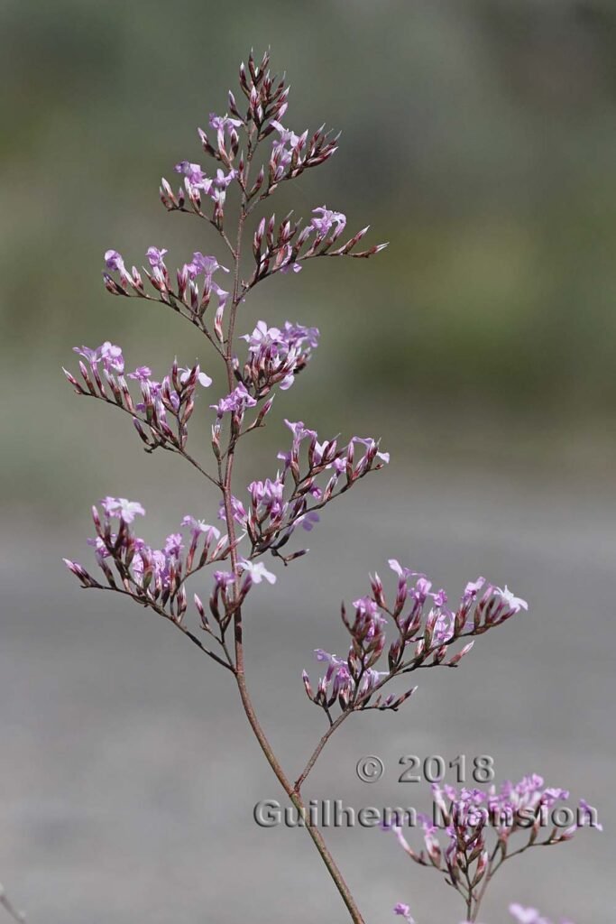 Limonium insigne dans le désert de Tabernas (Espagne, Andalousie)