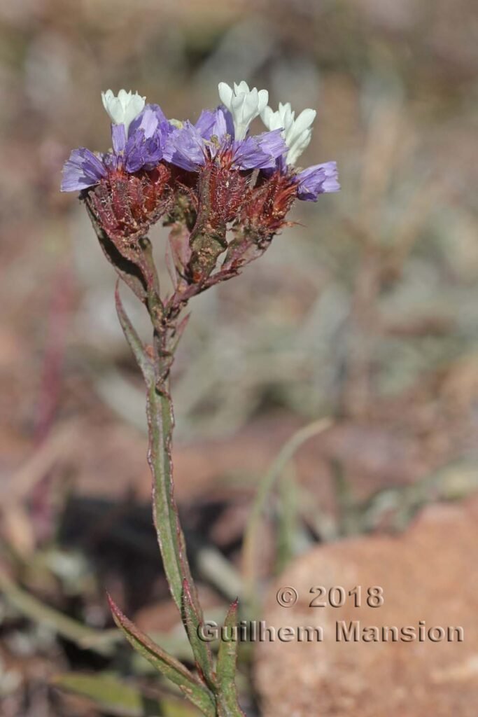 Limonium sinuatum au Cabo de Gata (Espagne, Andalousie)