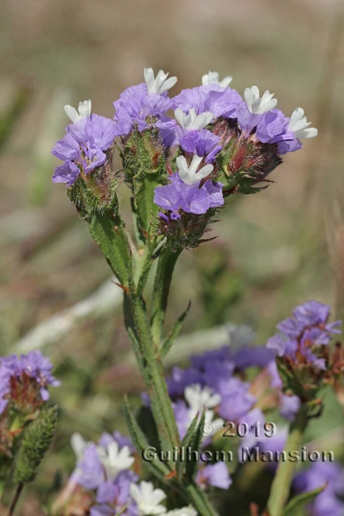 Limonium sinuatum dans la réserve de Plemmirio (Italie, Sicile)