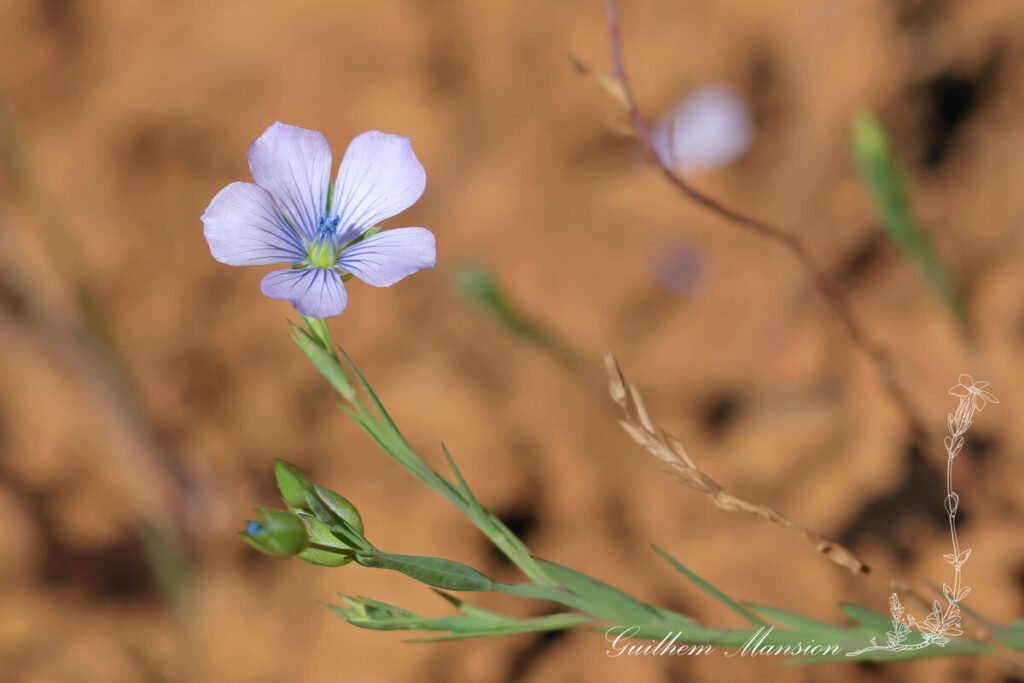 Linum bienne sur le Cap Saint Vincent (Portugal, Vila do Bispo)
