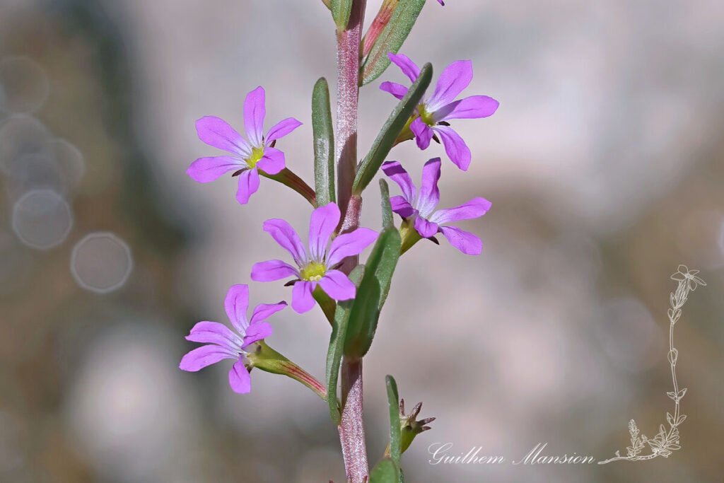 Lythrum hyssopifolia vers Casta (France, Haute-Corse)