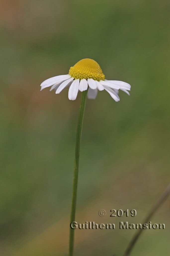 Matricaria chamomilla à Zurich-Seebach (Suisse)
