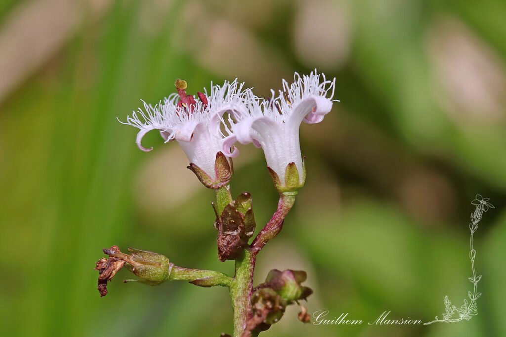 Menyanthes trifoliata dans l'Entlebuch (Suisse, Lucerne)