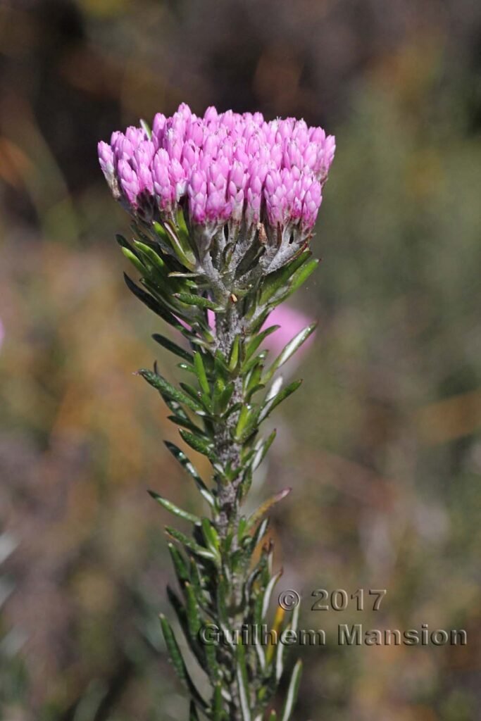 Metalasia sp. vers Kleinmond (Afrique du Sud)
