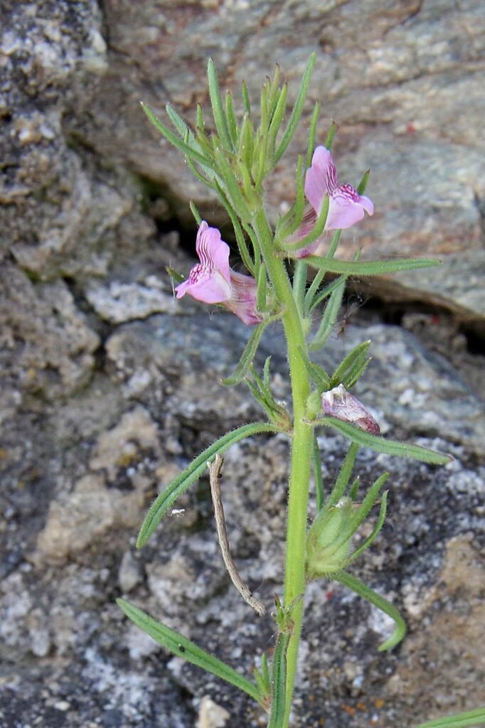 Misopates orontium aux Follatères (Suisse, Valais)