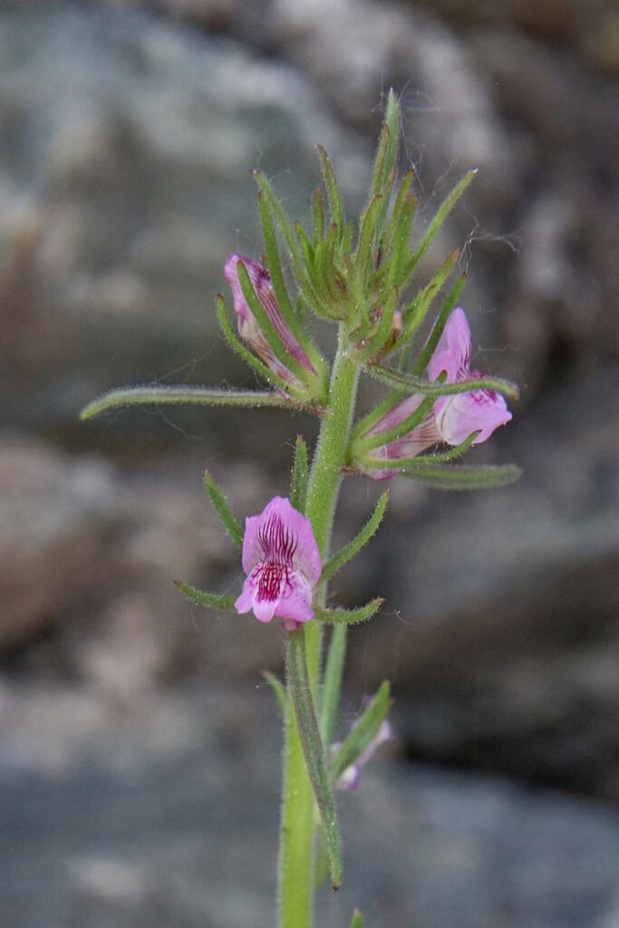 Misopates orontium aux Follatères (Suisse, Valais)