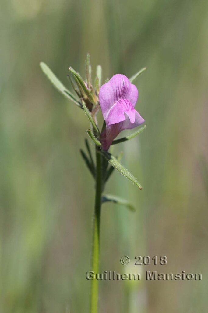 Misopates orontium dans la région de Coto Donana (Espagne, Andalousie)