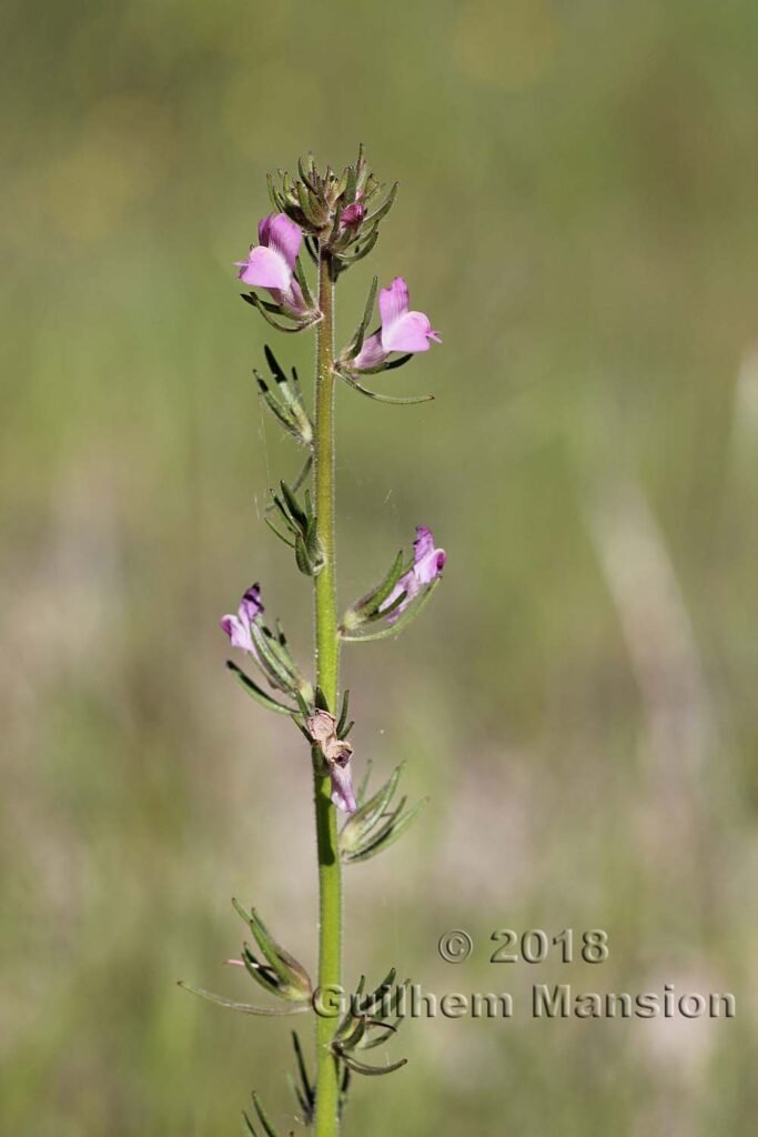 Misopates orontium dans la région de Coto Donana (Espagne, Andalousie)