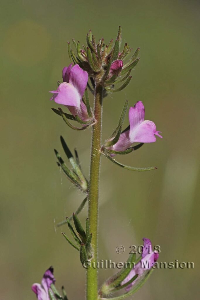 Misopates orontium dans la région de Coto Donana (Espagne, Andalousie)