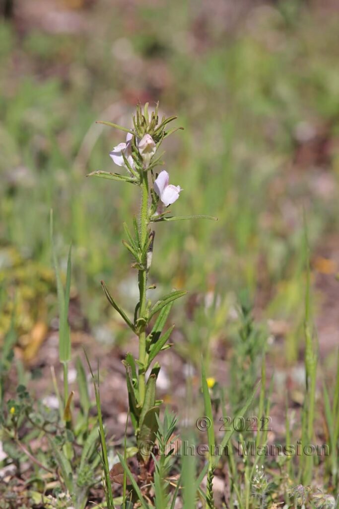 Misopates orontium vers Bonifacio (France, Corse-du-Sud)
