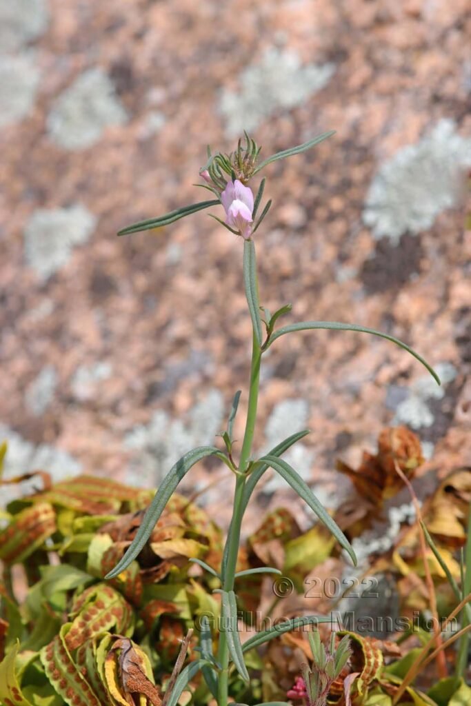 Misopates orontium vers Bonifacio (France, Corse-du-Sud)