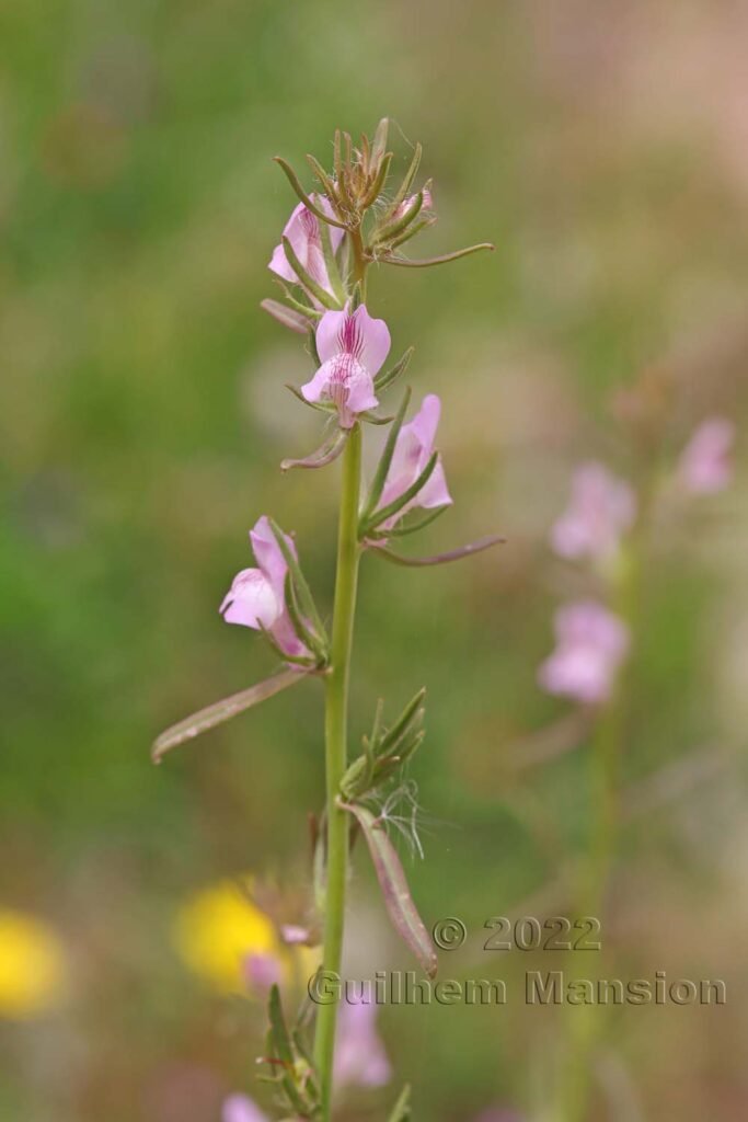 Misopates orontium vers Bonifacio (France, Corse-du-Sud)