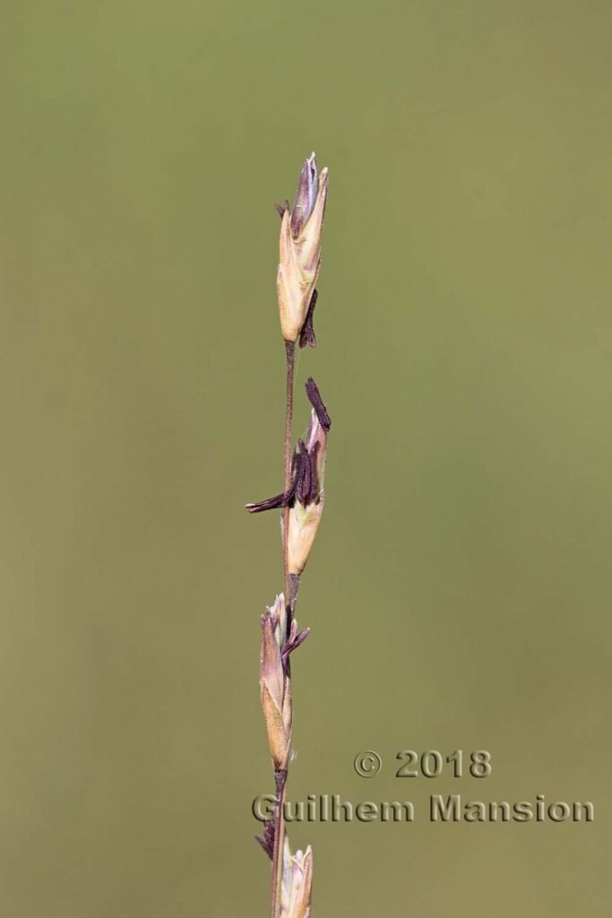 Molinia caerulea vers Kloten (Suisse, Zurich)