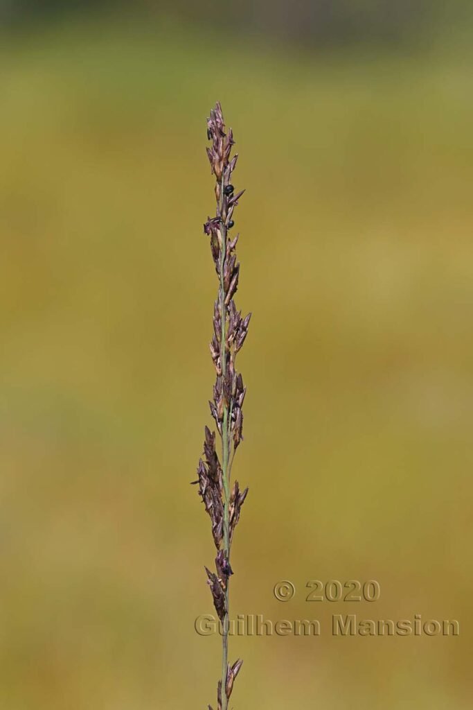 Molinia caerulea dans la région de l'Entlebuch (Suisse, Lucerne)