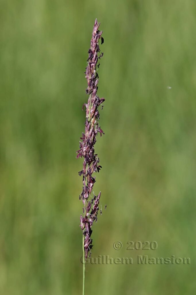 Molinia caerulea dans la région de l'Entlebuch (Suisse, Lucerne)