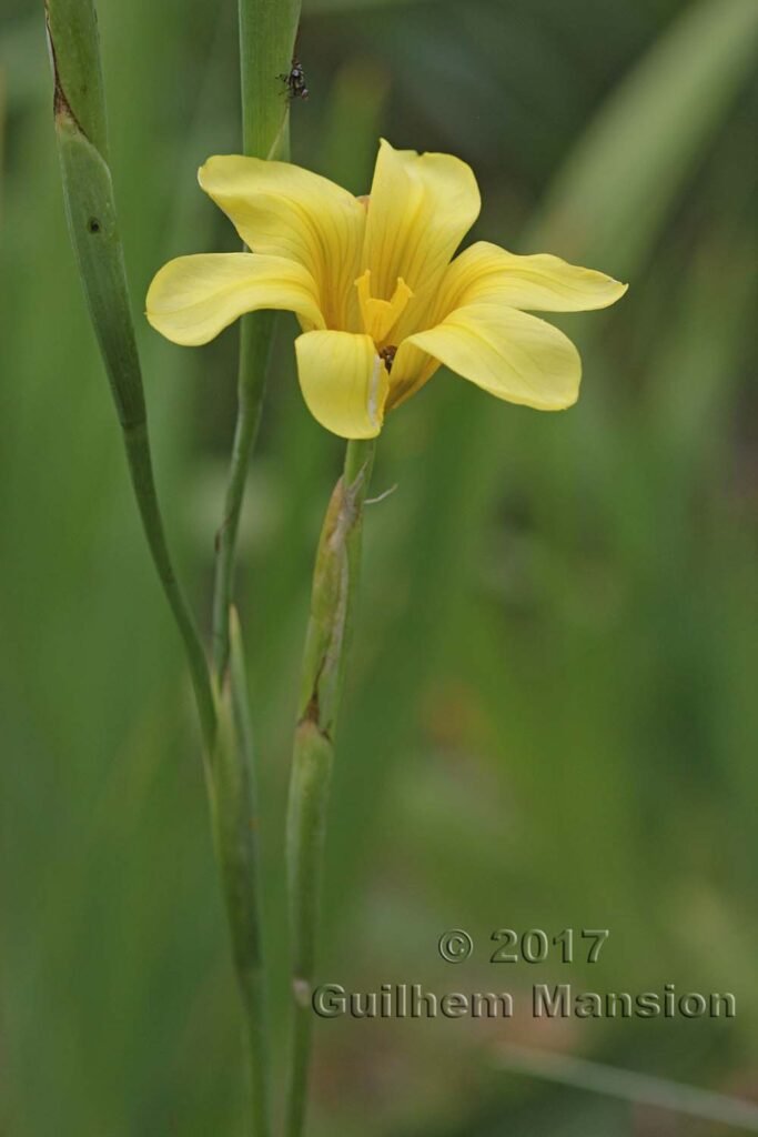 Moraea collina vers Kleinmond (Afrique du Sud)