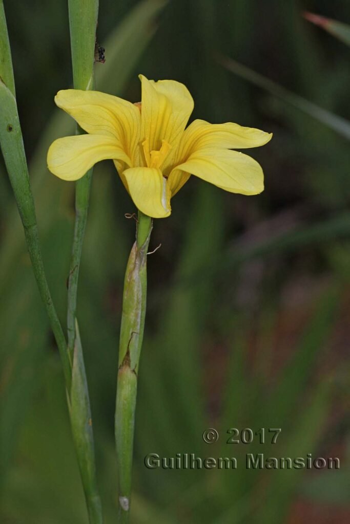 Moraea collina vers Kleinmond (Afrique du Sud)