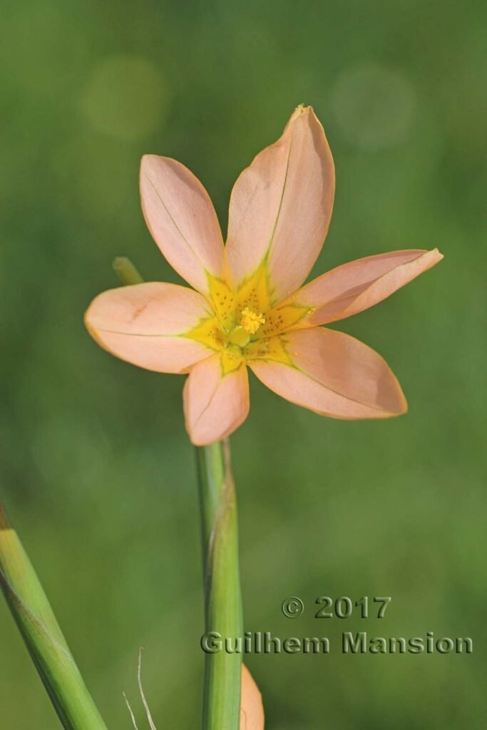 Moraea flaccida vers Darling (Afrique du Sud)