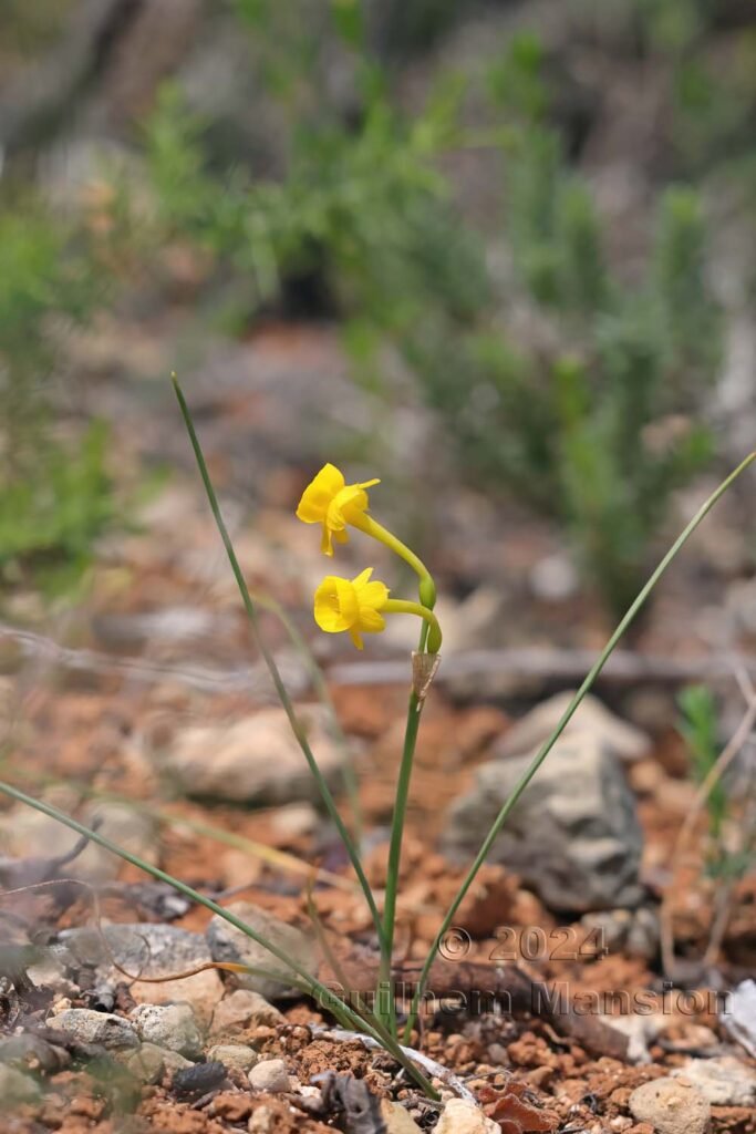 Narcissus gaditanus vers Raposeira (Portugal , Vila do Bispo)