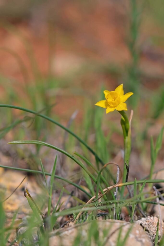 Narcissus gaditanus vers Raposeira (Portugal , Vila do Bispo)