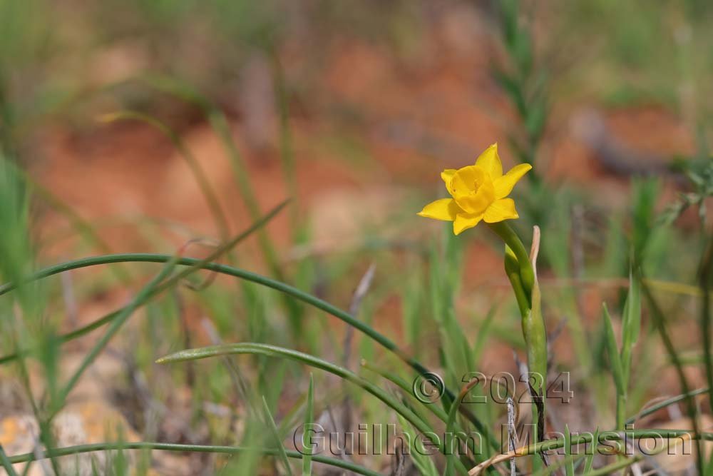 Narcissus gaditanus vers Raposeira (Portugal , Vila do Bispo)