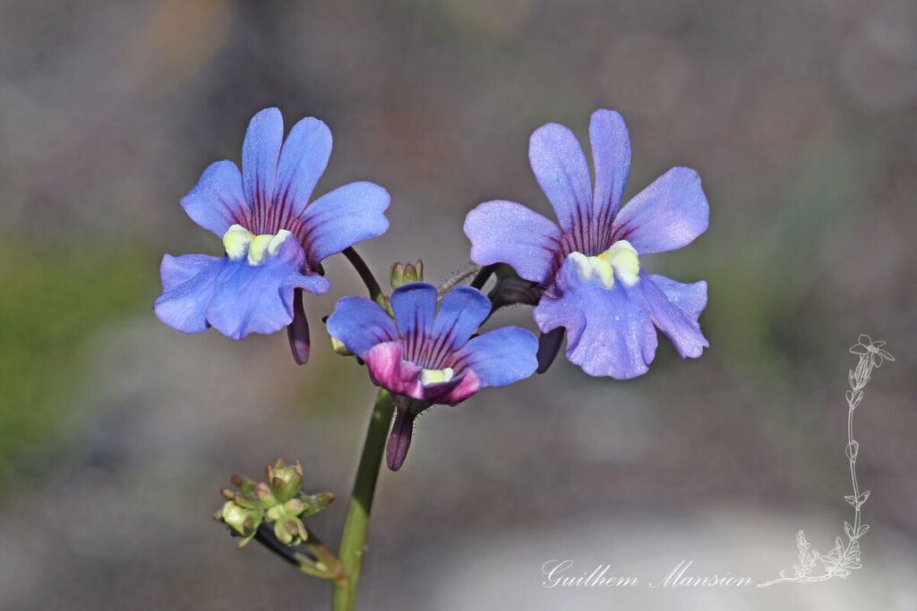 Nemesia affinis à Table Mountain National Park (Afrique du Sud)